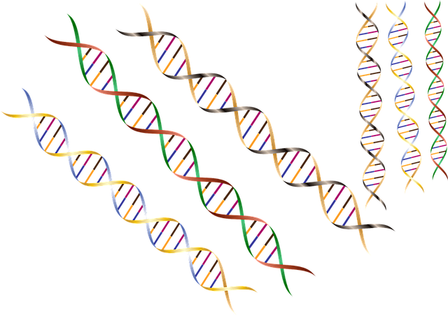 Dna Da Timin Var Mı?