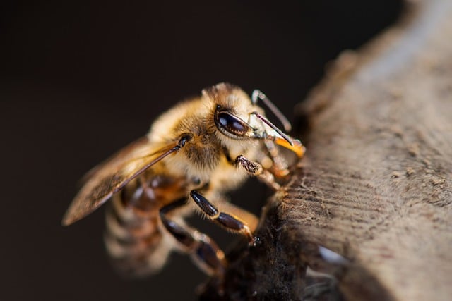 Propolis Bal Ne İşe Yarar?